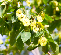 Vijaysar (Pterocarpus Marsupium)